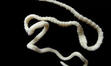come rimuovere il parassita cestode dal corpo