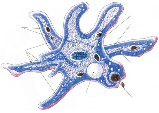 Struttura di un parassita protozoario